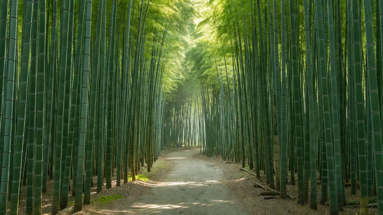 京都・嵐山の竹林、初夏の新緑
